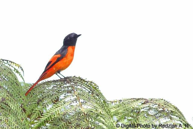 Grey-chin Minivet Male