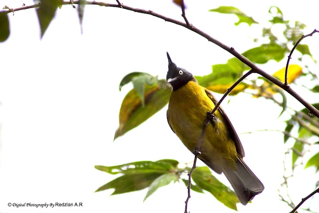 Black-crested Bulbul