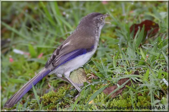 Blue-winged Minla