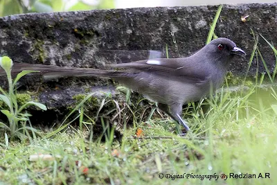 Long-tailed Sibia