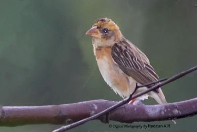 Female Baya Weaver