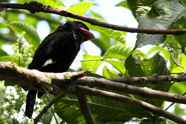 Dusky Broadbill