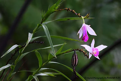 Wild Orchids