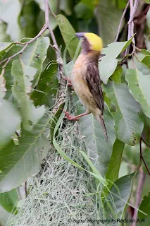 Baya Waver with nesting material