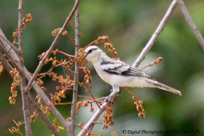 Pied Triller