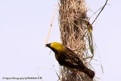 Baya Weaver destroying nest