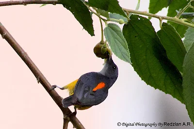 Orange-bellied Flowerpecker