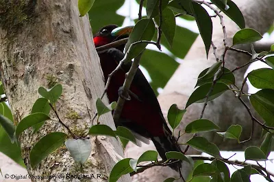 Black-and-red Broadbill 