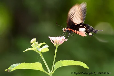 Lantana camara, Bunga tahi ayam