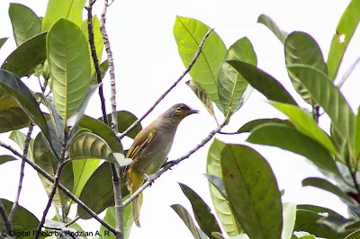 Stripe-throated Bulbul