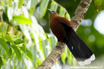 Malkoha