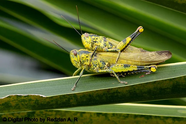 Grasshopper matting