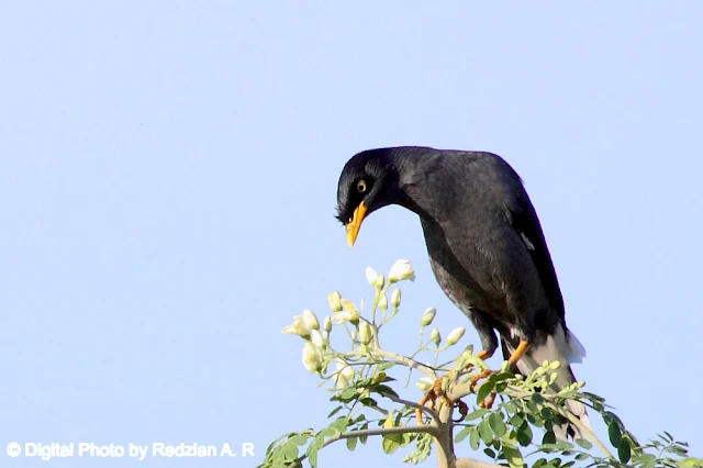 Javan Myna