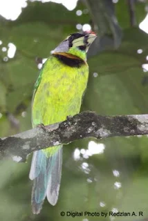 Fire-tufted Barbet