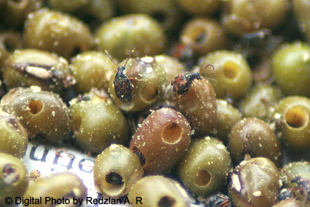 Birds and Nature Photography Raub Bean Bag distroyed by Beetle My