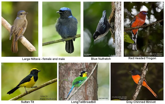 Fraser's Hill Birds Collage