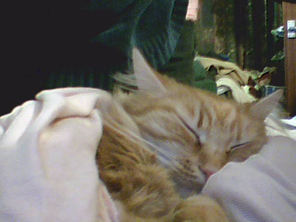 This is one of our far too many cats.