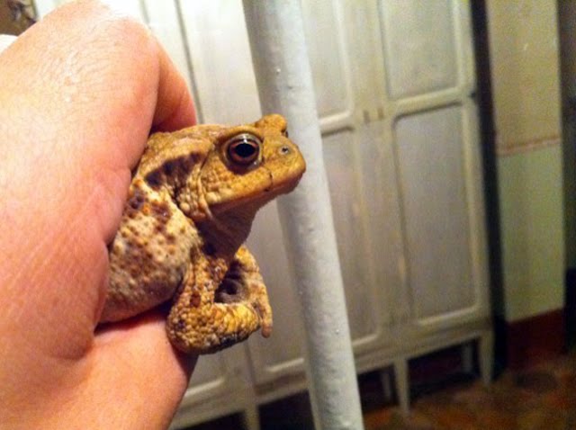 Snapshots in Giverny: Rheas, Toads, Studios - New York Academy of Art