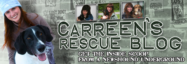 Carreen's Rescue Blog