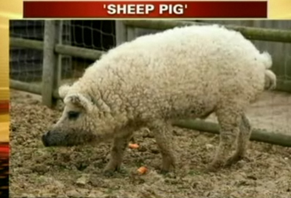 Big Sheep Dog Breeds Big Sheep Dog Breeds