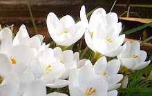 Spring crocus