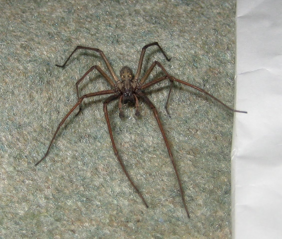 Martin's Moths Creeping things