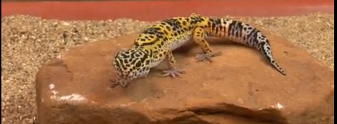 gecko leopard awesome information