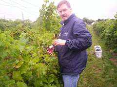 picking wine grapes