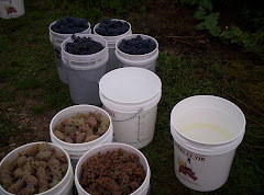 picking wine grapes