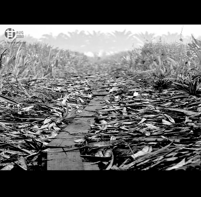 Tomatoskin No Time For Tears