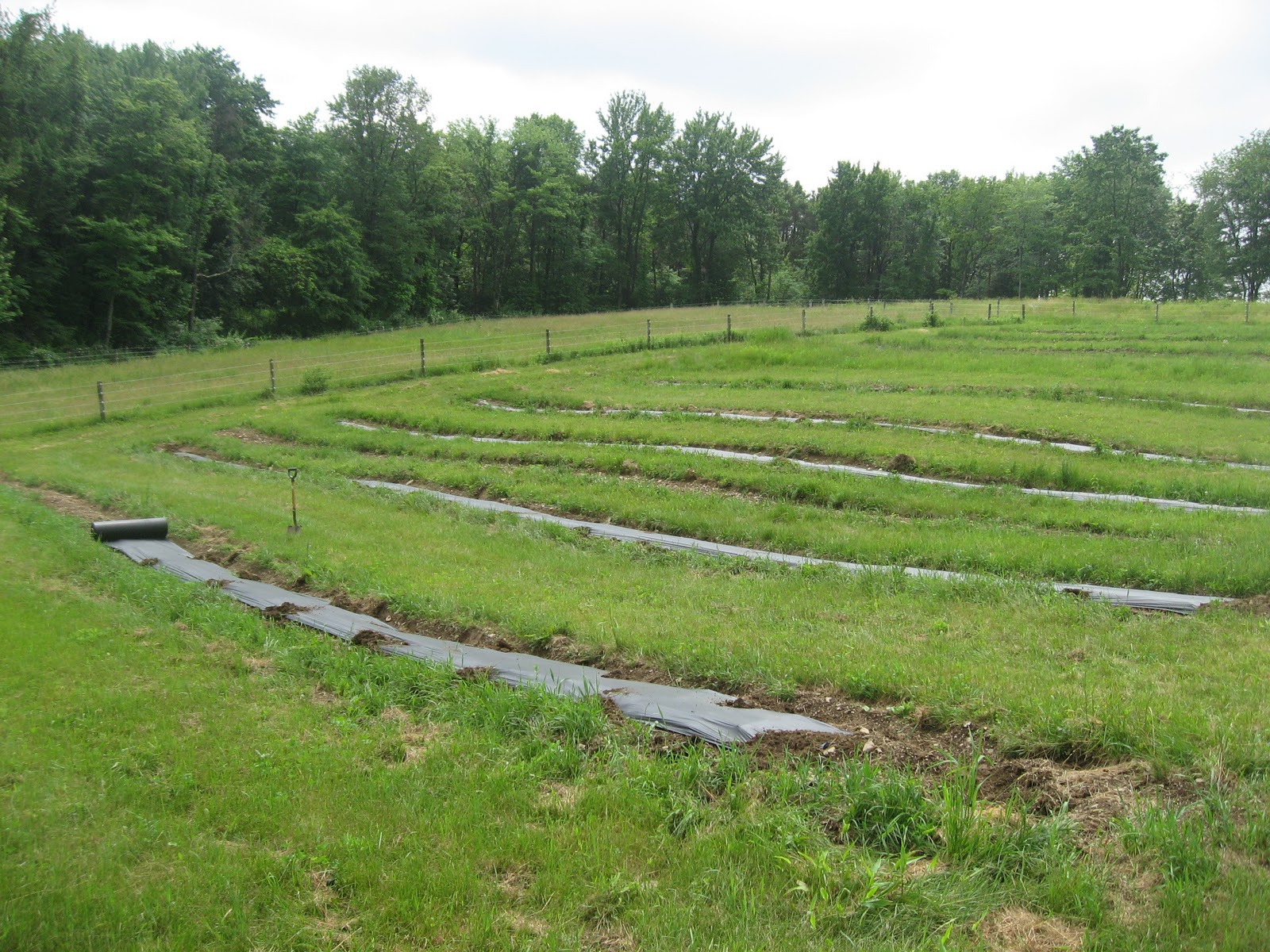 Serenity Valley Farm Black Plastic Mulch Application