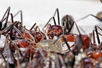 Meat eater ants feeding on honey
