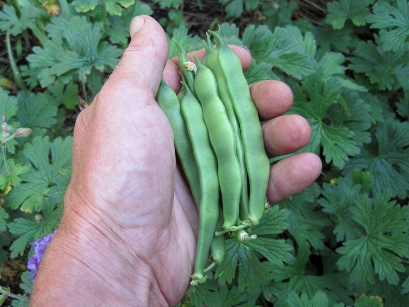Simon's Allotment Beans