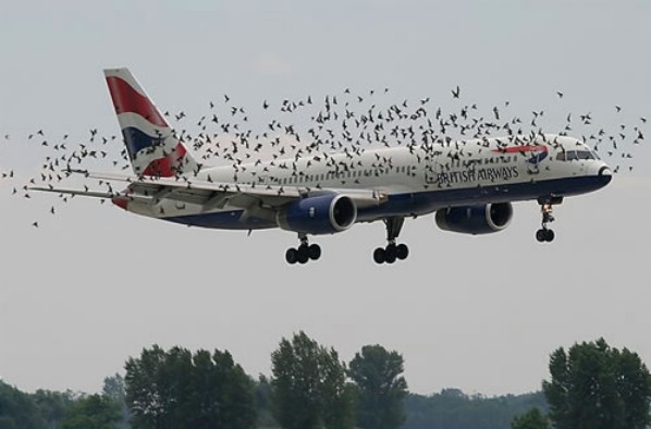 birdstrike1.jpg
