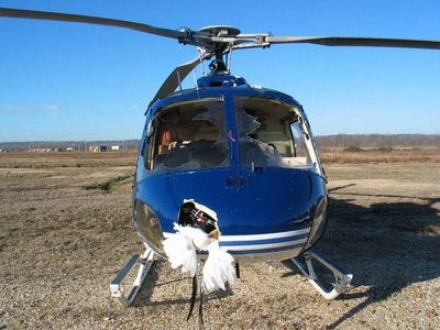 bird+strike4.jpg