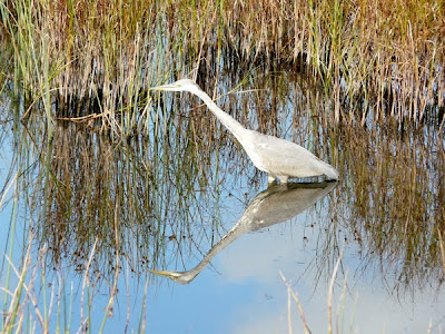 Bird Watching in Cornwall