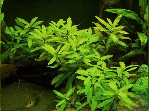 Manage your freshwater aquarium, tropical fishes and