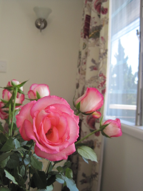 The Beauty of Spring ~ Pink Roses, Natasha in Oz