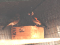 Cardellino e Fringuella sul nido