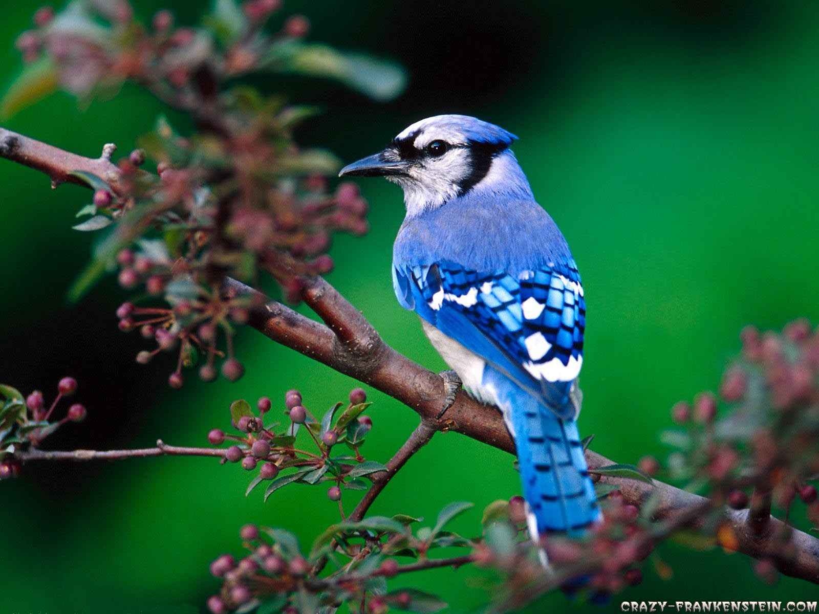 [beautiful-blue-bird-wallpaper-1600x1200.jpg]