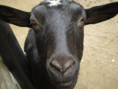 夢見ヶ崎動物公園　ヤギ