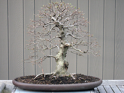 Wiring of a Bonsai ~ Bonsai