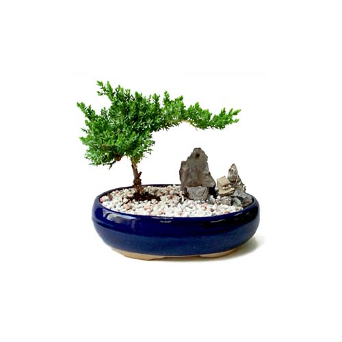 Watering Bonsai trees Bonsai