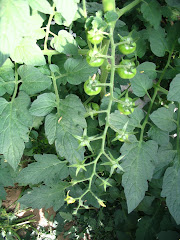 POMODORINO ANCORA VERDE