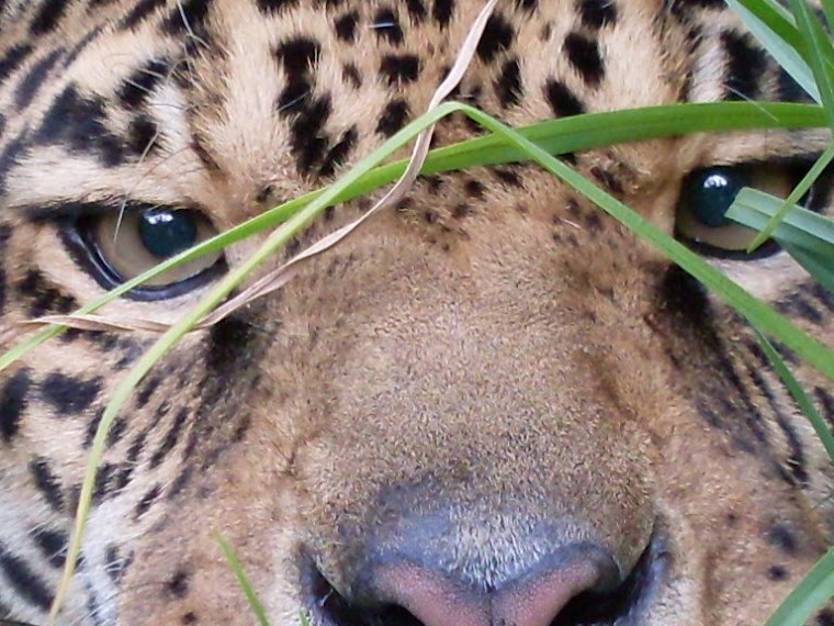 Le jaguar à  Tumbillo