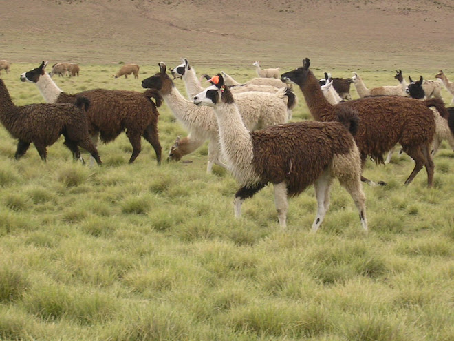Troupeau de lamas sur la route d'Uyuni