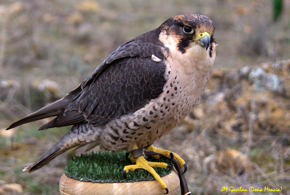 Fotografía de Naturaleza - JM Gavilán: Halcón peregrino (Falco peregrinus)