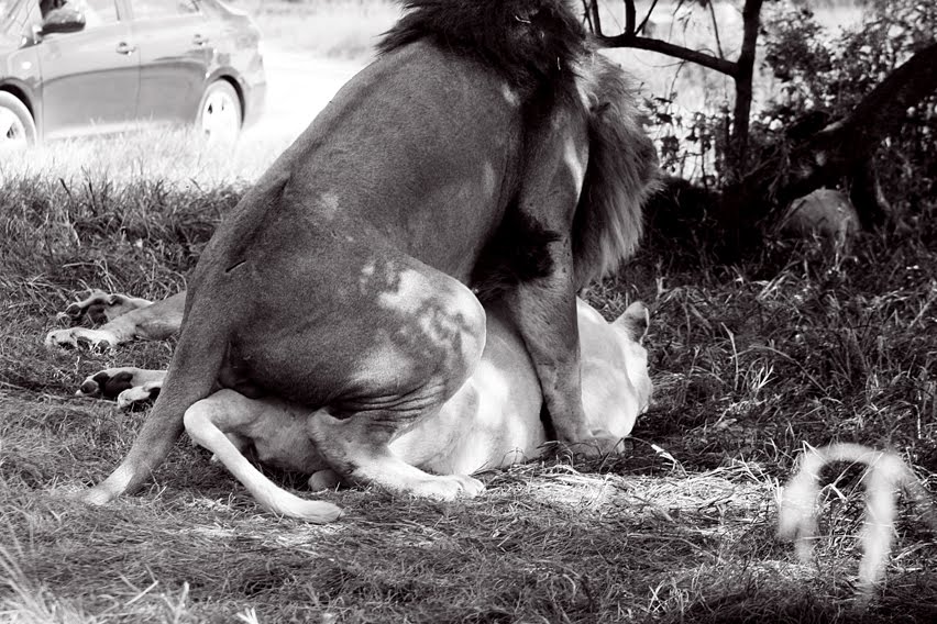 [Lions+getting+busy.jpg]