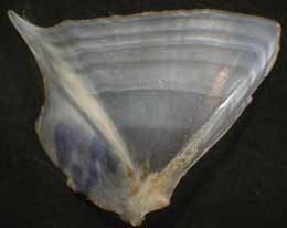 [ostokhane+abshosh.jpg]