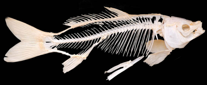 [Skelett-Kapur+1.jpg]